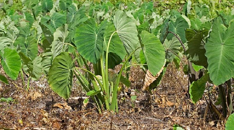Potential hurdle for Samoa taro crop recovery | Loop Samoa