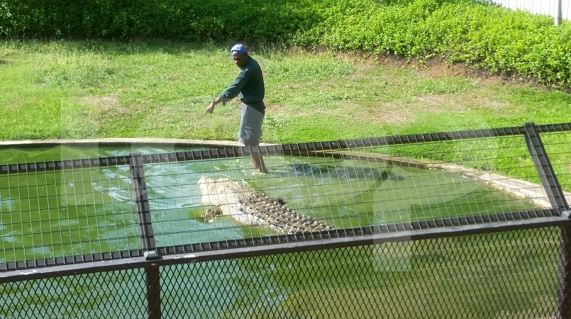 The highly-anticipated crocodile show at Adventure Park, outside Port Moresby