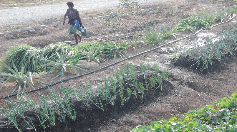 Fresh vegetables grown in front of the Awatka plantation Mess