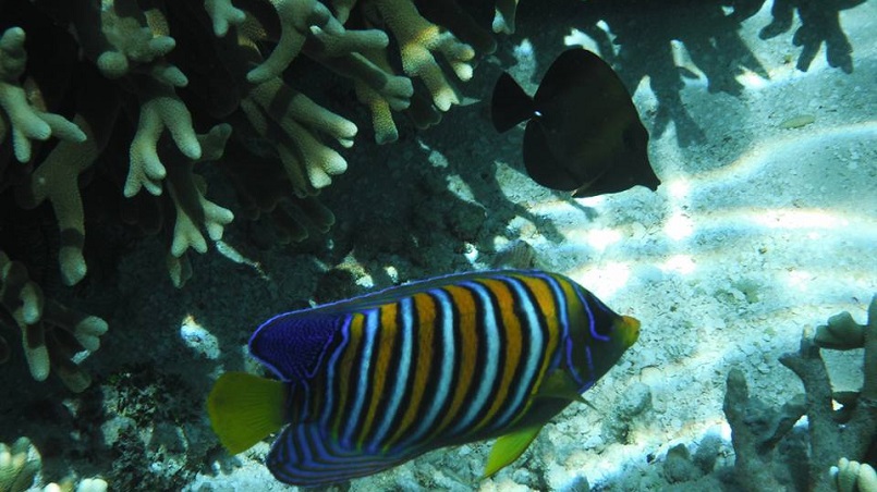 Fish swimming in a marine protected area