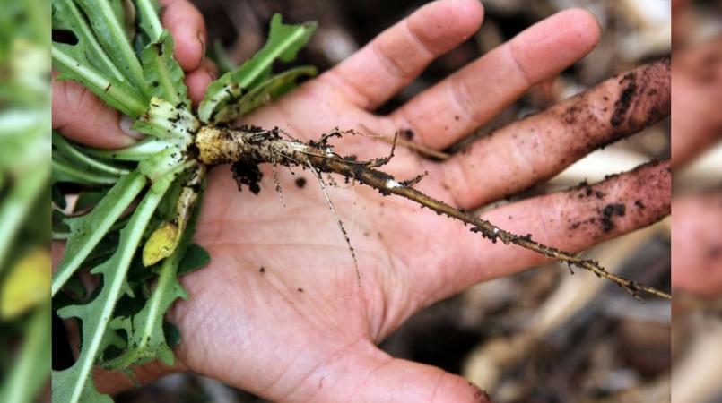 Urban foraging: Nutritious weeds growing in your backyard | Loop PNG