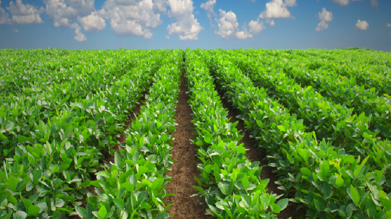 The Relevance Of Sustainable Agriculture 2