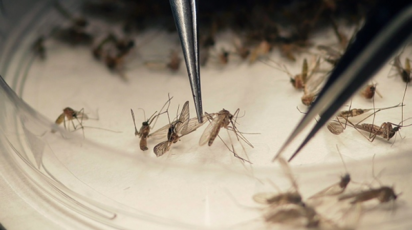 Zika May Have Been Sexually Transmitted In 14 Cases Cdc