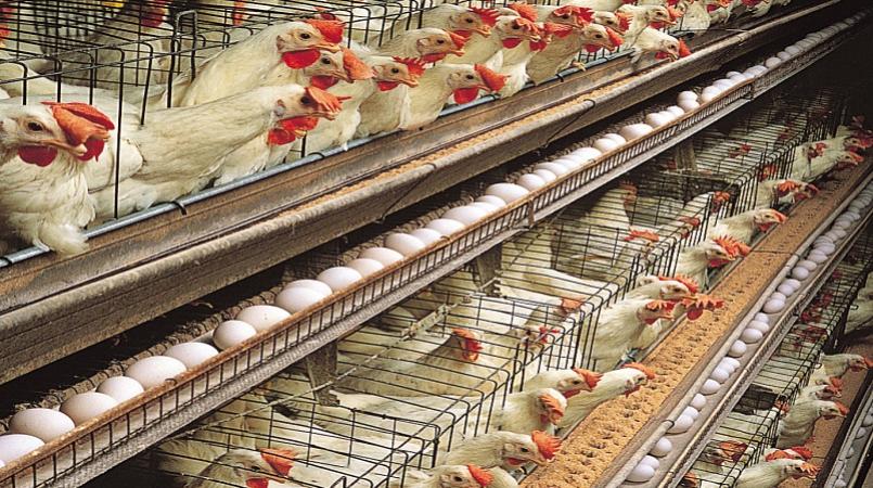 Lifting of poultry ban bad for industry | Loop PNG